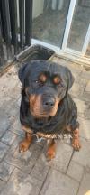 For Sale Rottweiler 罗威纳犬